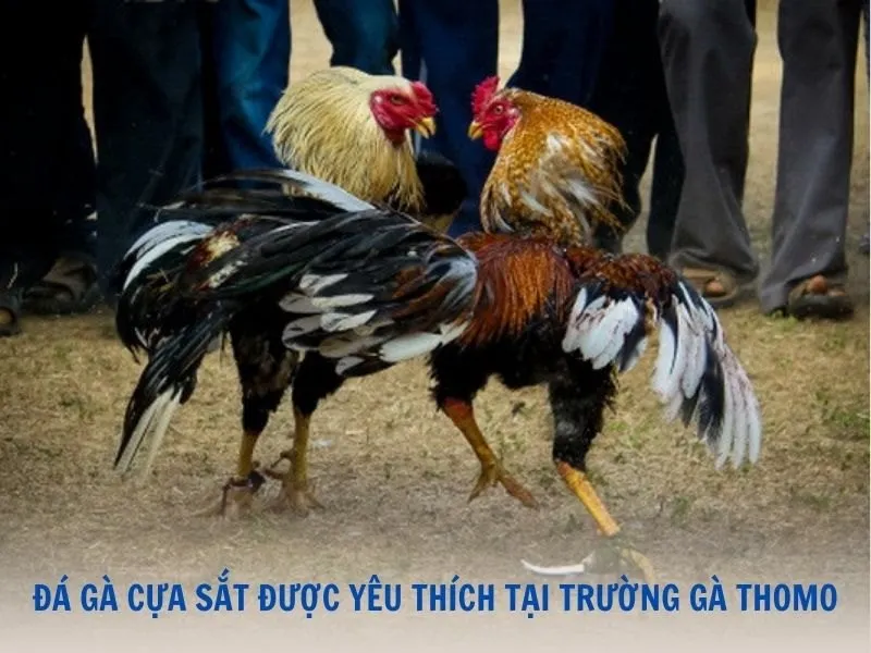 Đá gà cựa sắt thu hút đông đảo người chơi tại trường gà Thomo