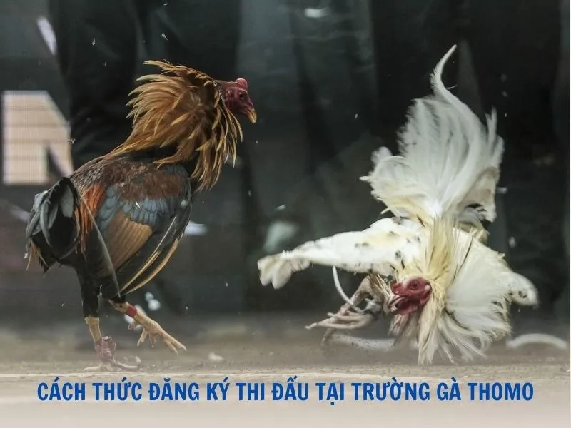 Nắm rõ quy chế đăng ký thi đấu tại bồ gà Thomo