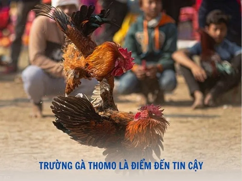 Trường đấu Thomo được xem là điểm đến lý tưởng của tín đồ chọi gà