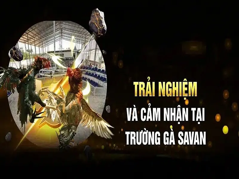 Trải nghiệm cược trường gà Savan tại U888 cực chuyên nghiệp