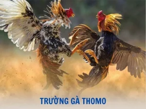 Trường gà Thomo U888 - Kê trường đẳng cấp top 1 châu Á